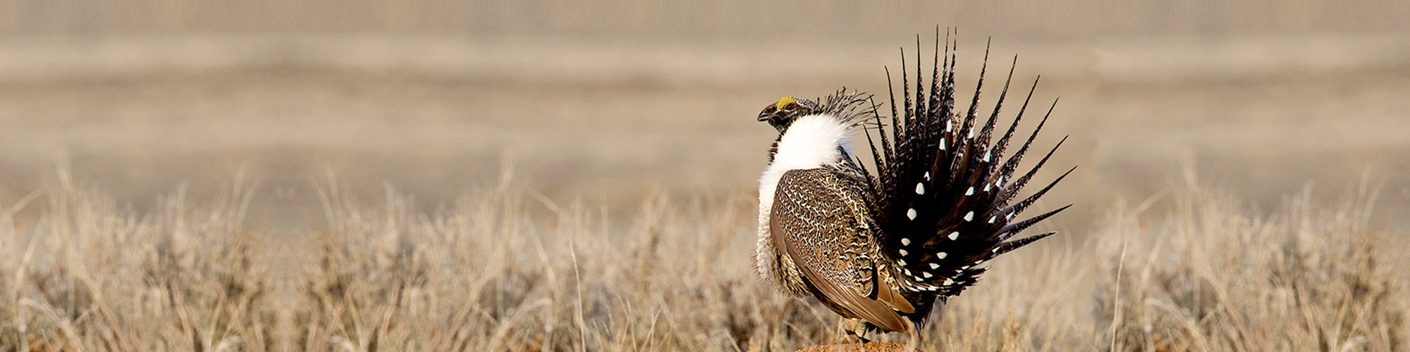 harney county greater sage grouse conservation efforts